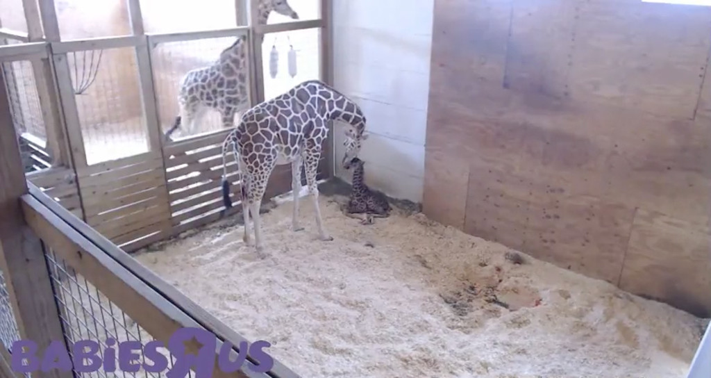 April the Giraffe April the Giraffe